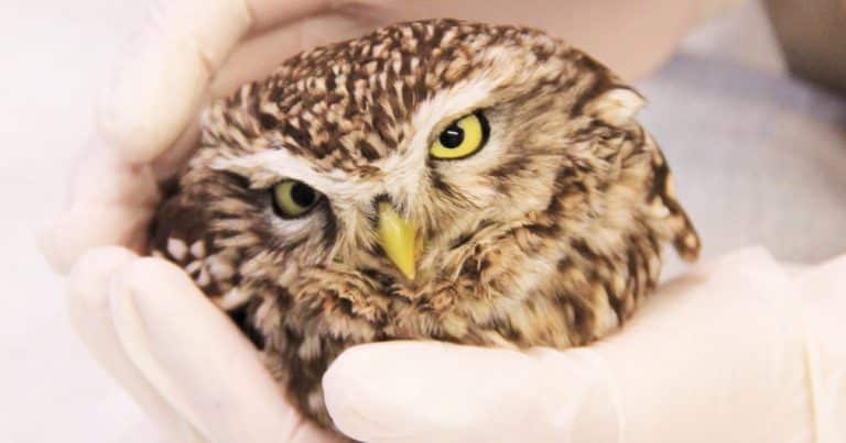 Centre de soins LPO – Animaux sauvages en détresse