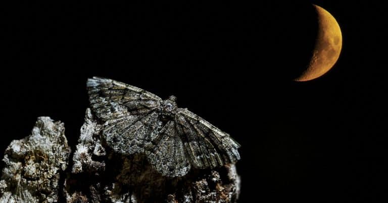 Un gestionnaire d’espaces naturels observe les pollinisateurs sauvages dans le cadre du projet URCT avec l’association Noé